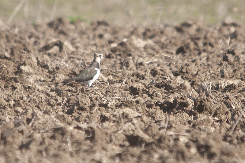 Northern Lapwing - Daniel Gutiérrez