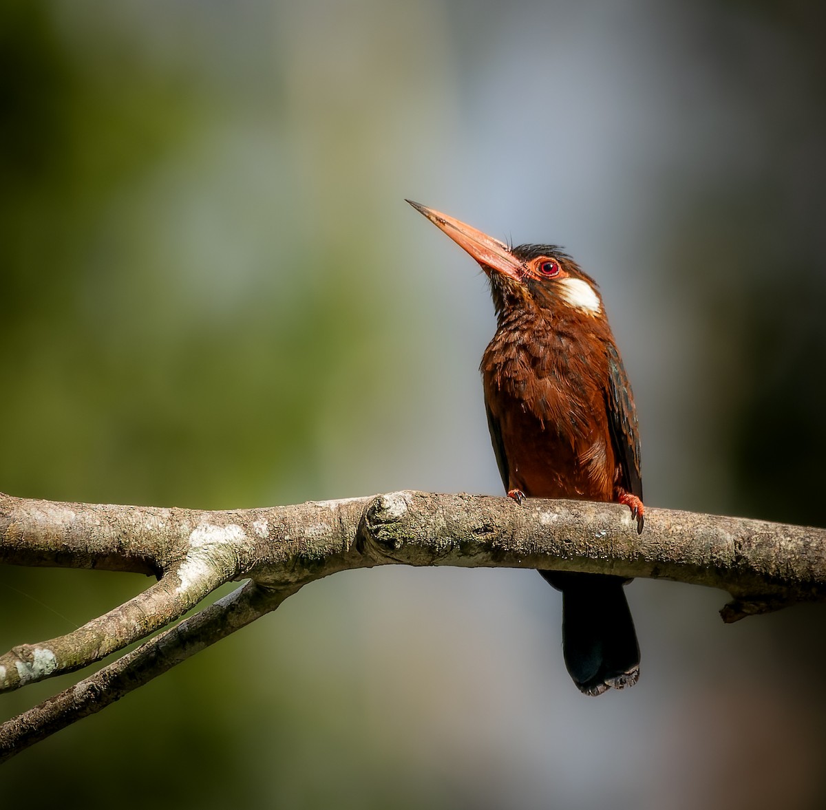 White-eared Jacamar - ML467973511