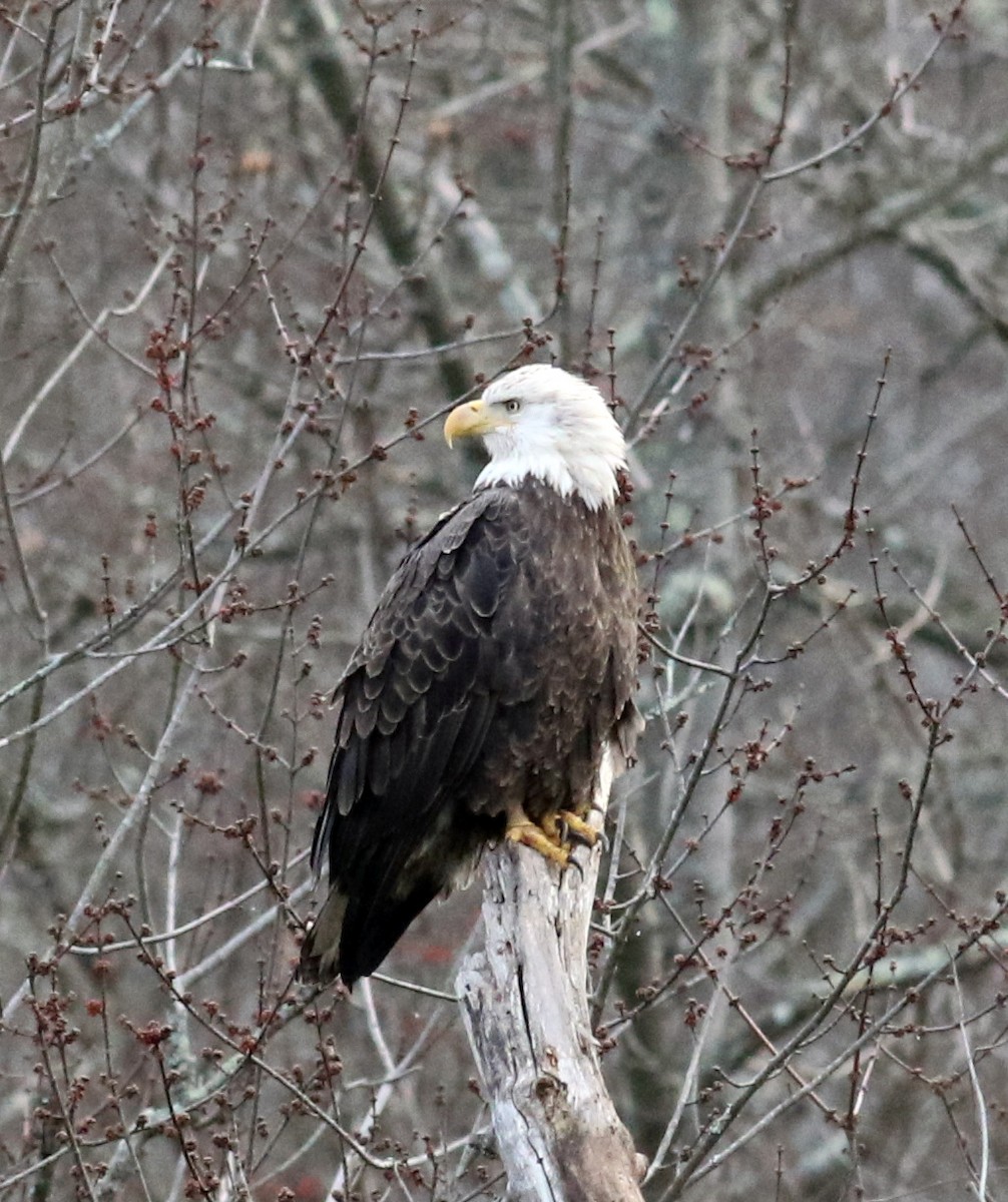 Bald Eagle - ML46797391