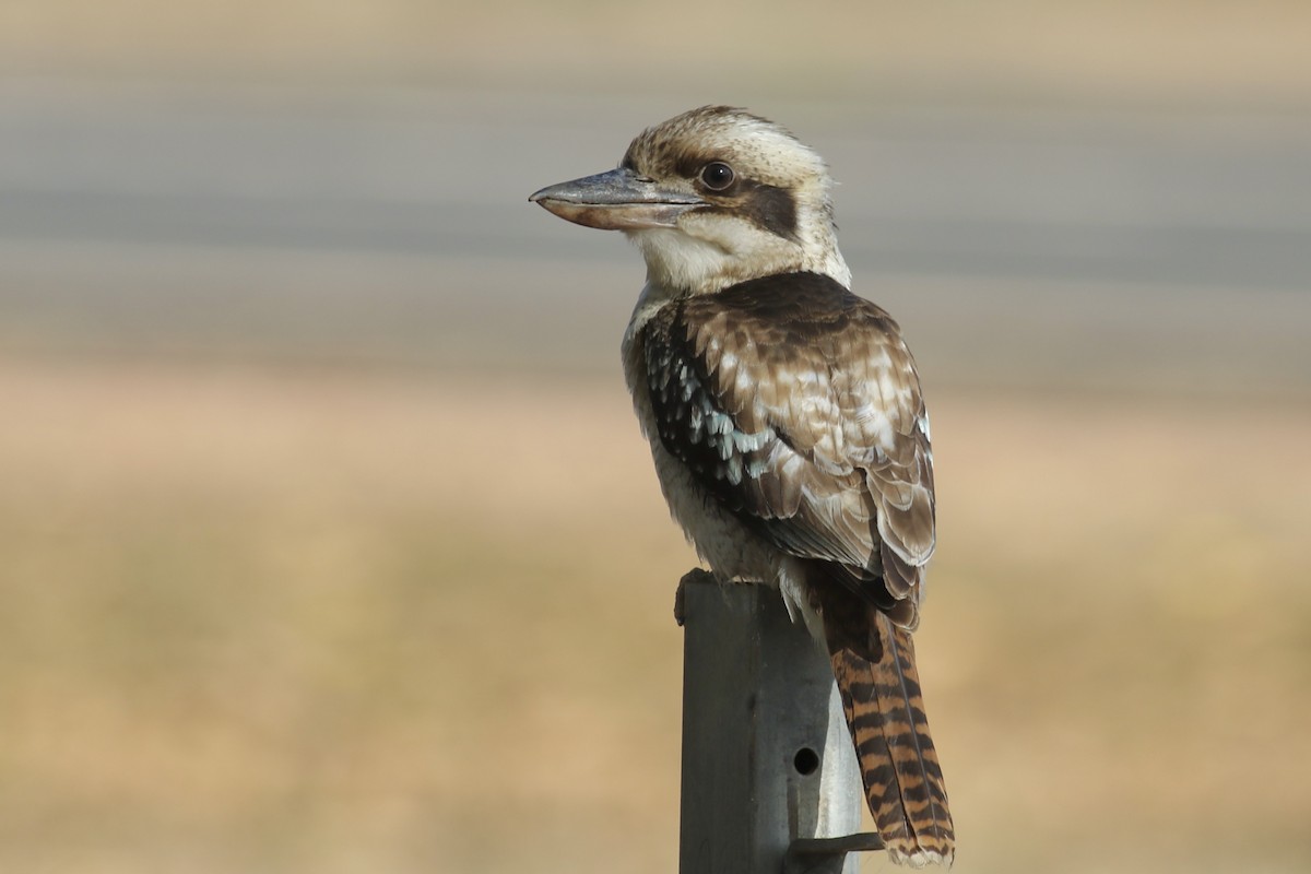 Laughing Kookaburra - ML467974711