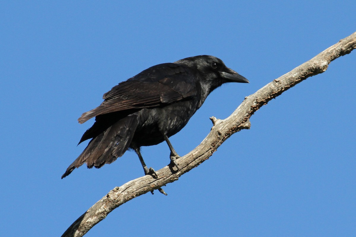 American Crow - ML46797501