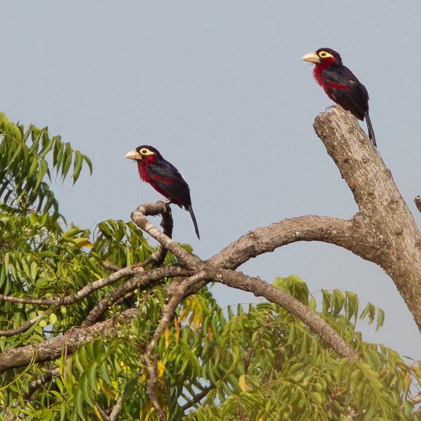 Doppelzahn-Bartvogel - ML467975651