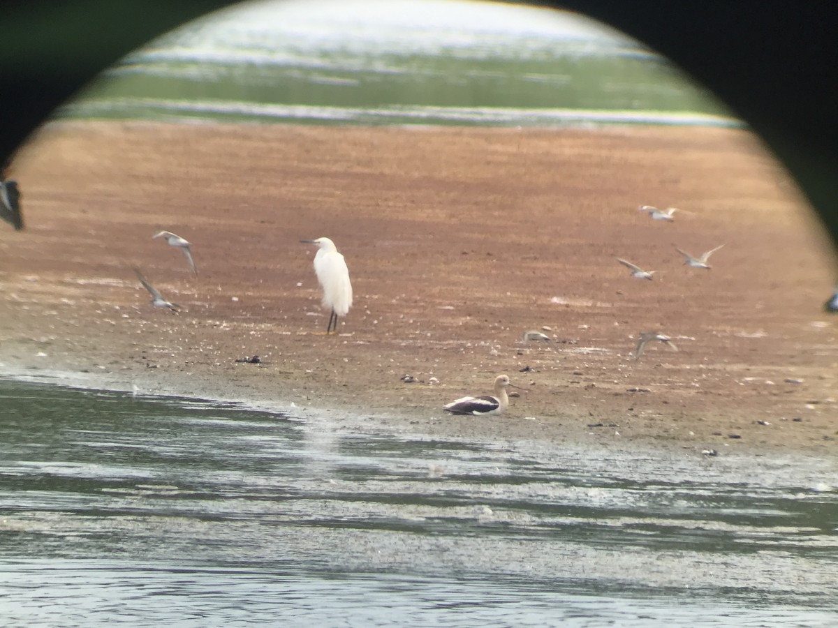 Avocette d'Amérique - ML467975781