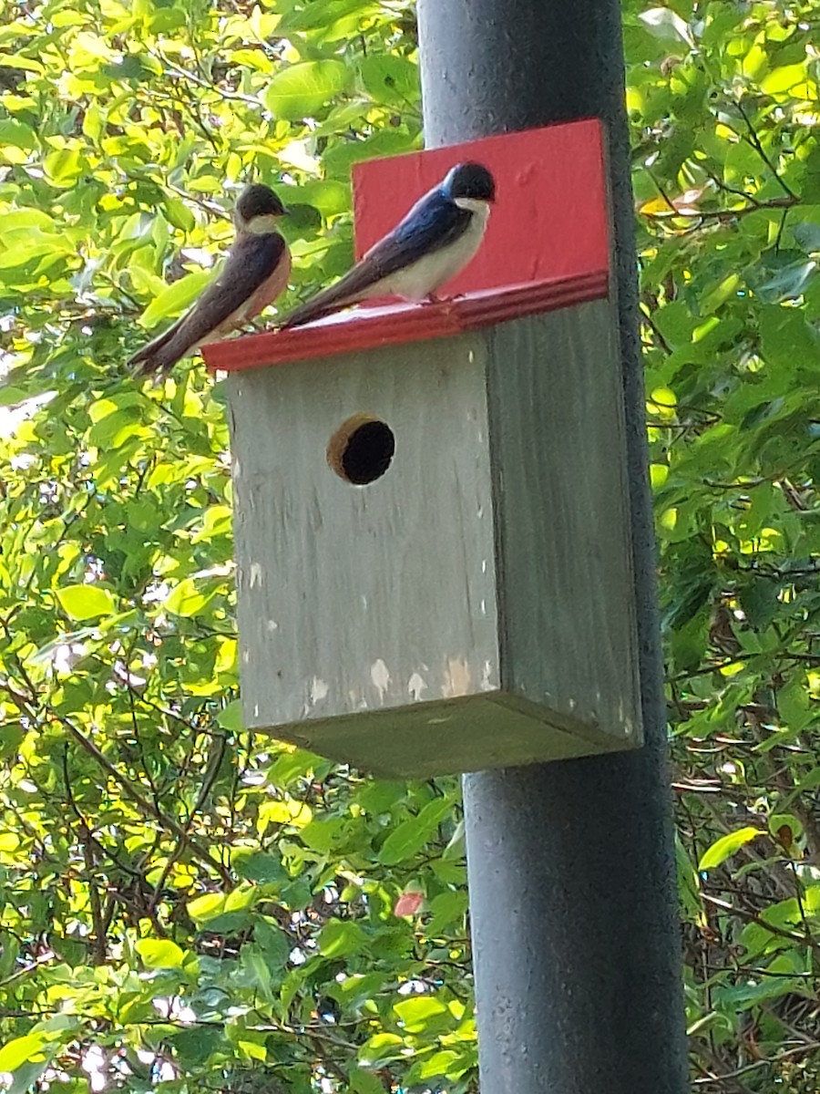 Tree Swallow - ML467976481