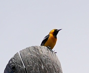 Hooded Oriole - ML467977311