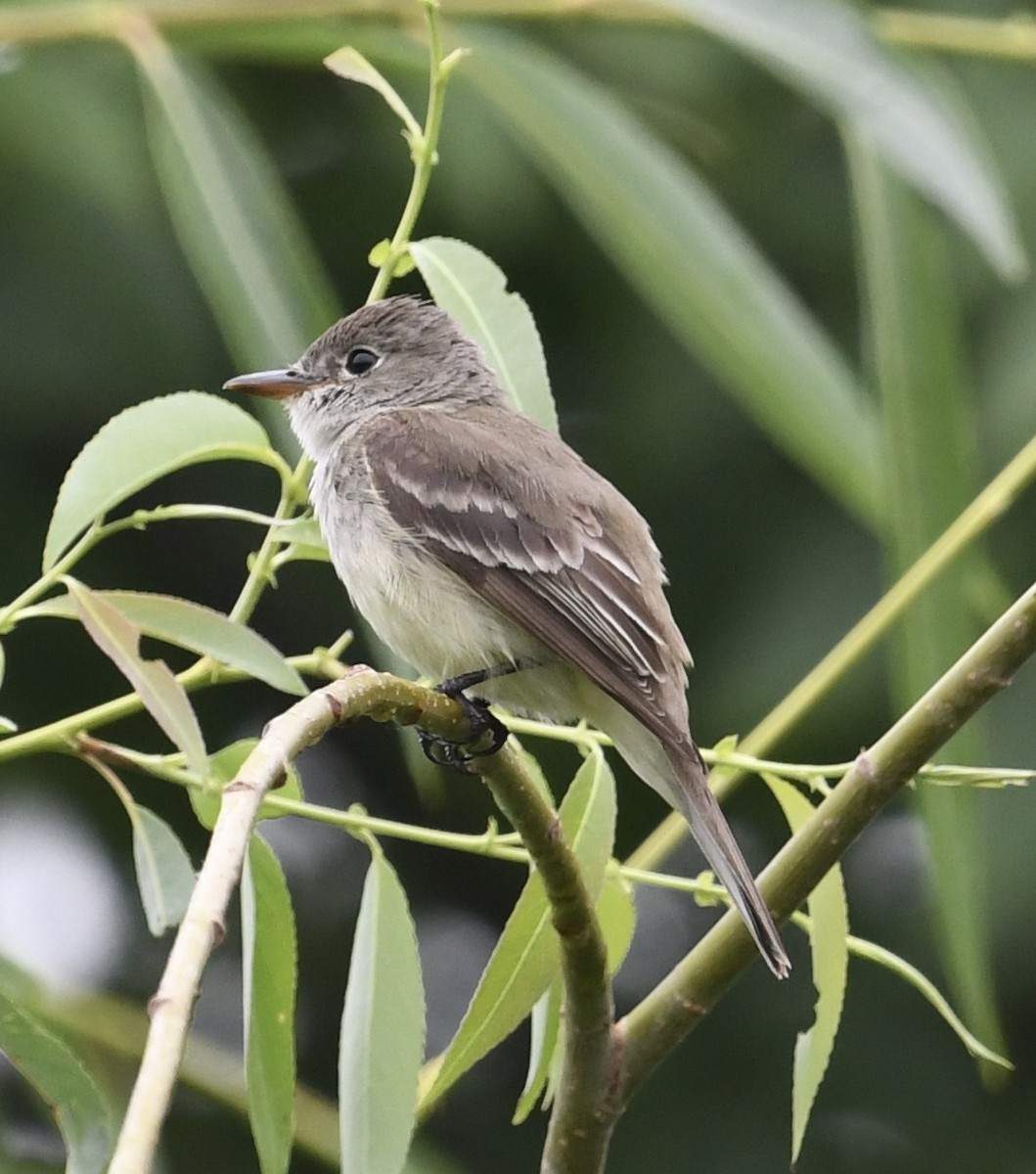 Willow Flycatcher - ML467977941