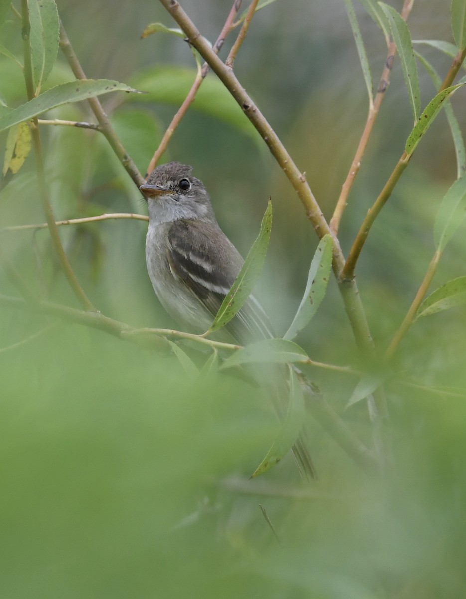 Willow Flycatcher - ML467977951