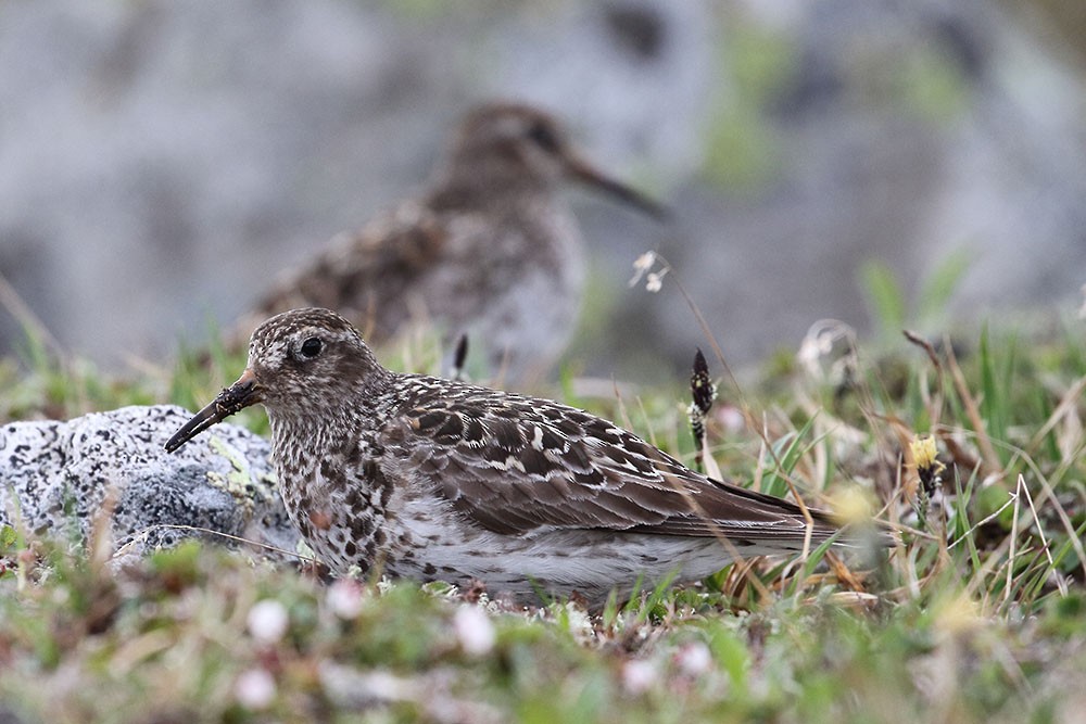 Purple Sandpiper - ML467977961