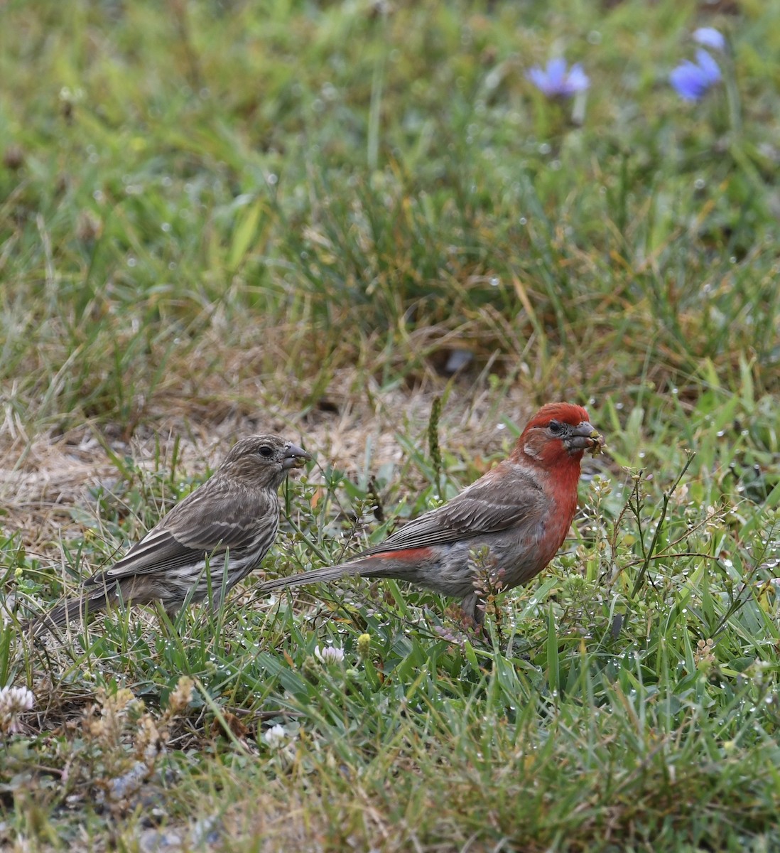 House Finch - ML467978031