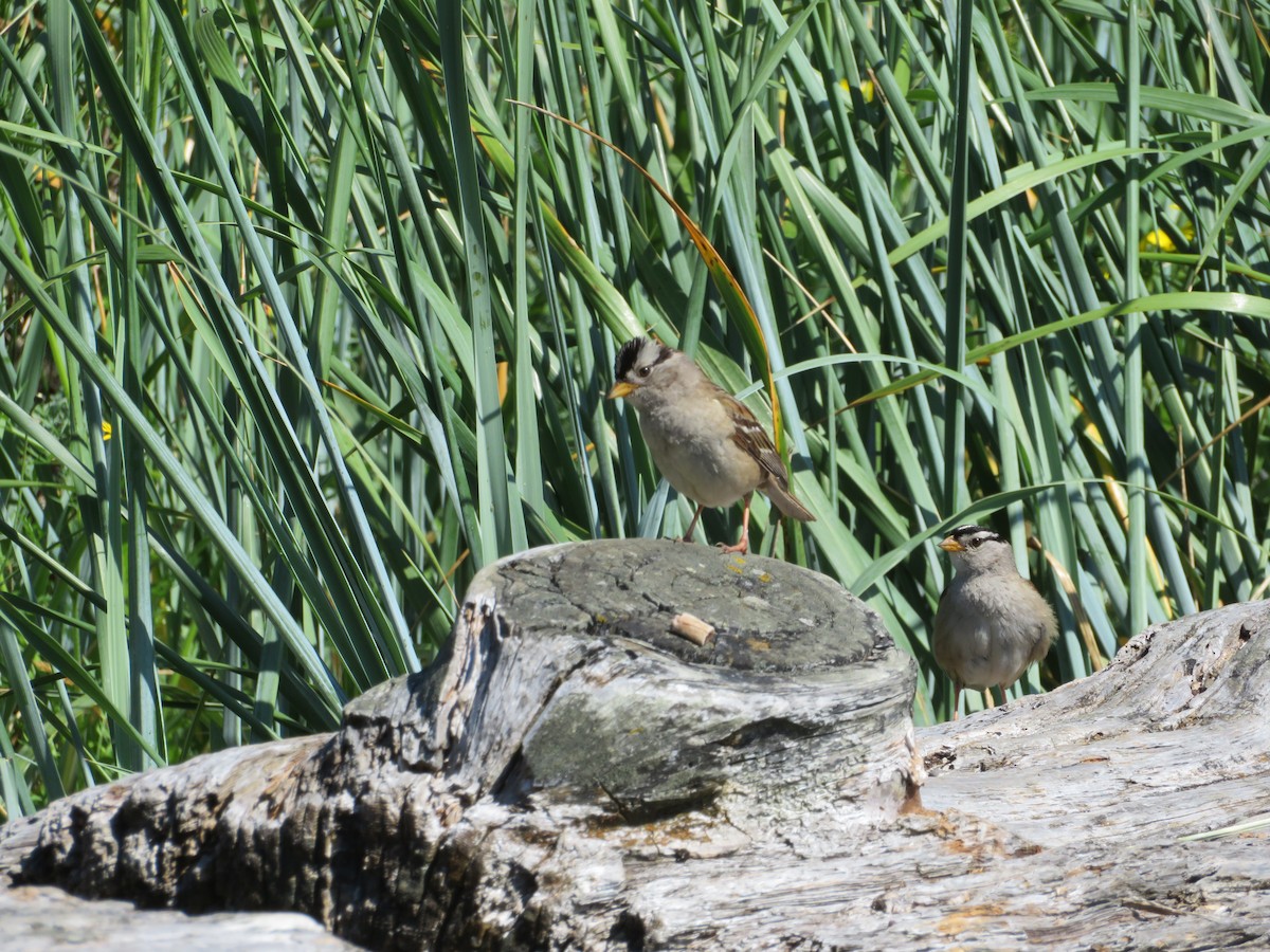 White-crowned Sparrow - ML467978231