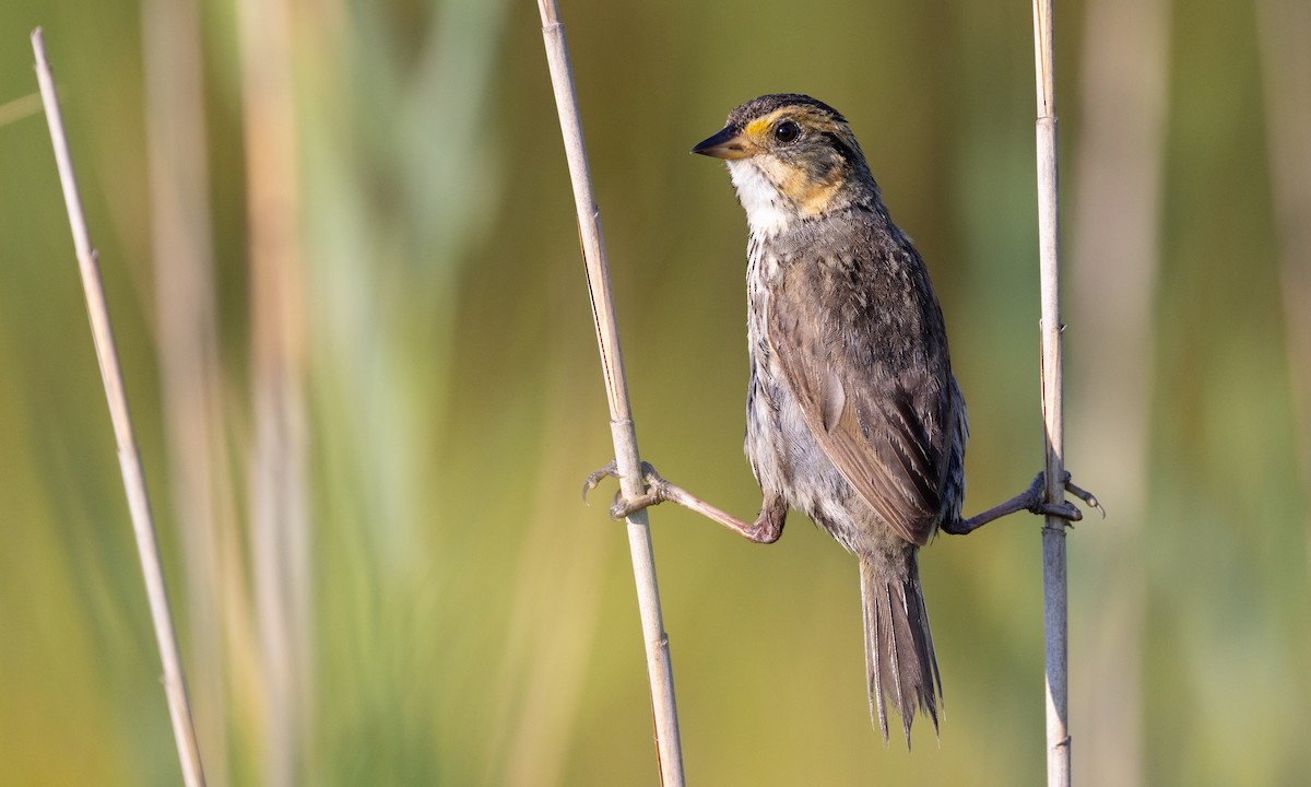 Saltmarsh Sparrow - ML467978701