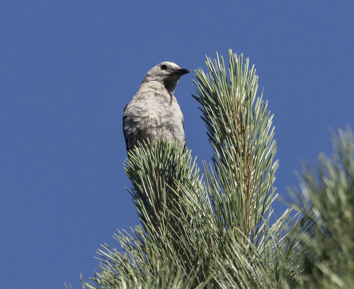 Clark's Nutcracker - ML467979861