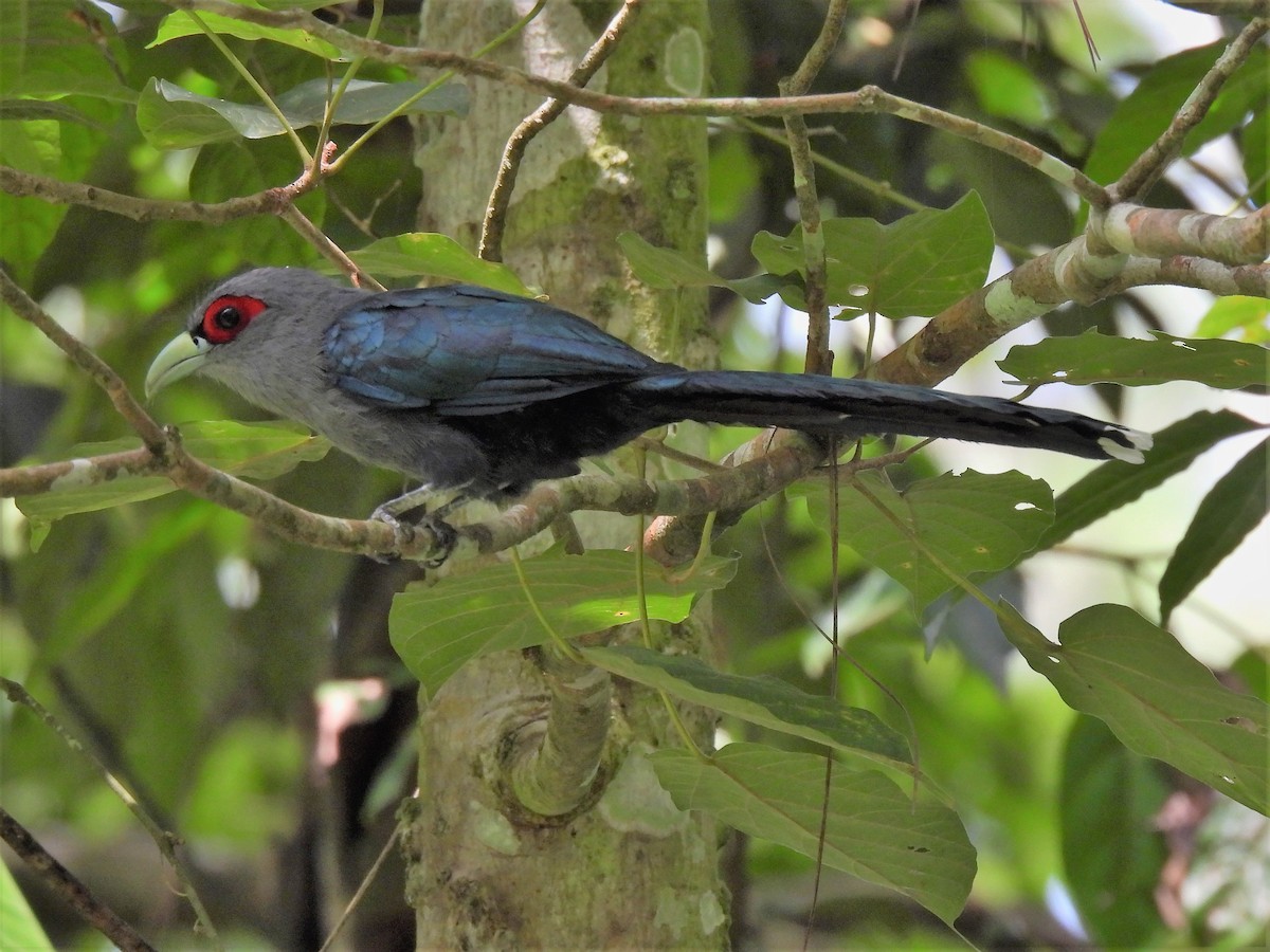 Black-bellied Malkoha - ML467979951