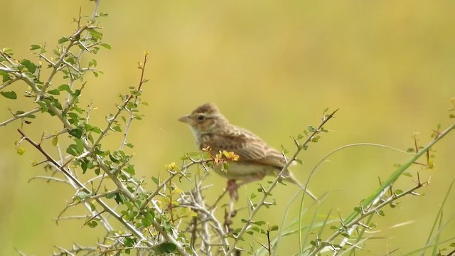 Singing Bushlark (Singing) - ML467980621