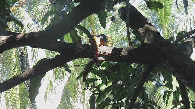 Stork-billed Kingfisher - ML467981151