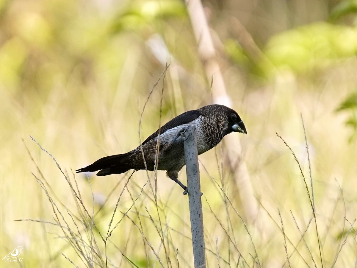White-rumped Munia - ML467982031