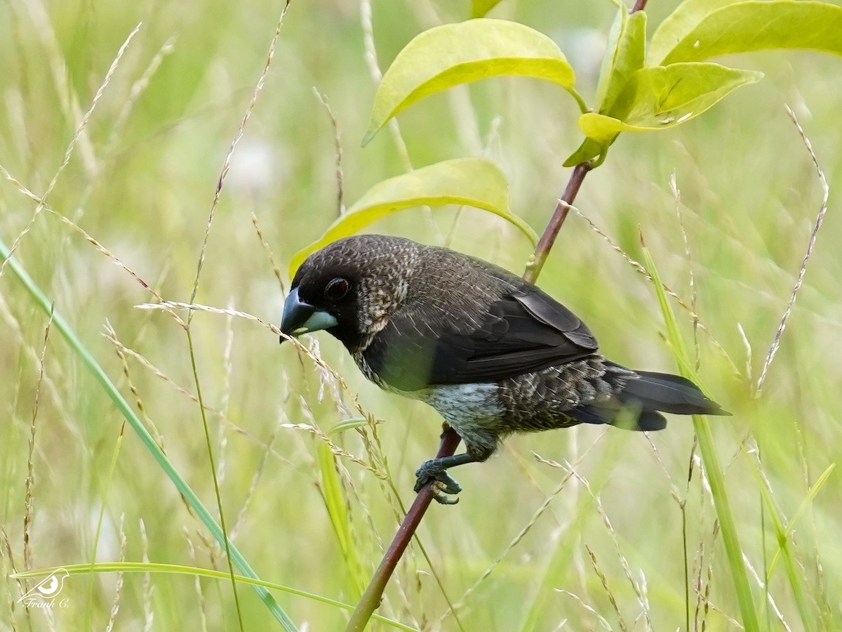 White-rumped Munia - ML467982041