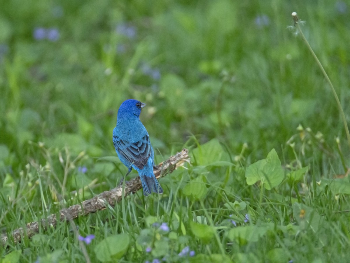Indigo Bunting - ML467983451