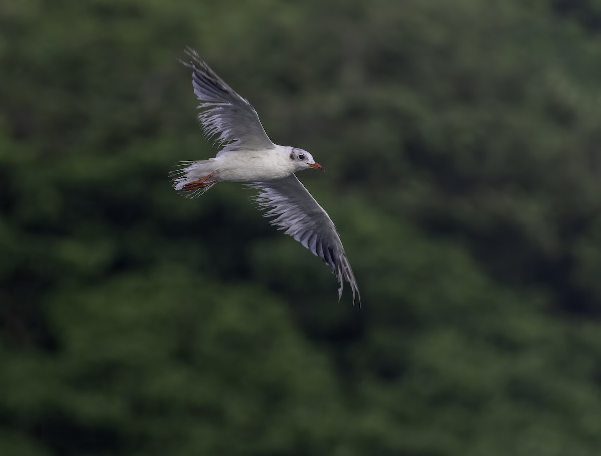 Black-headed Gull - ML467983771