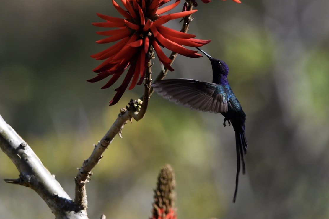 Swallow-tailed Hummingbird - Mario Campagnoli