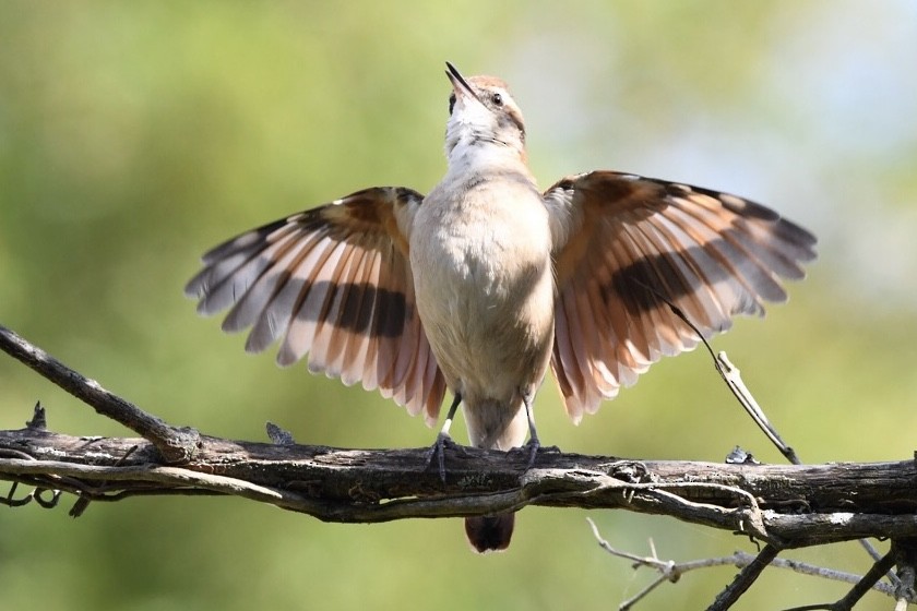 Wing-banded Hornero - Mario Campagnoli