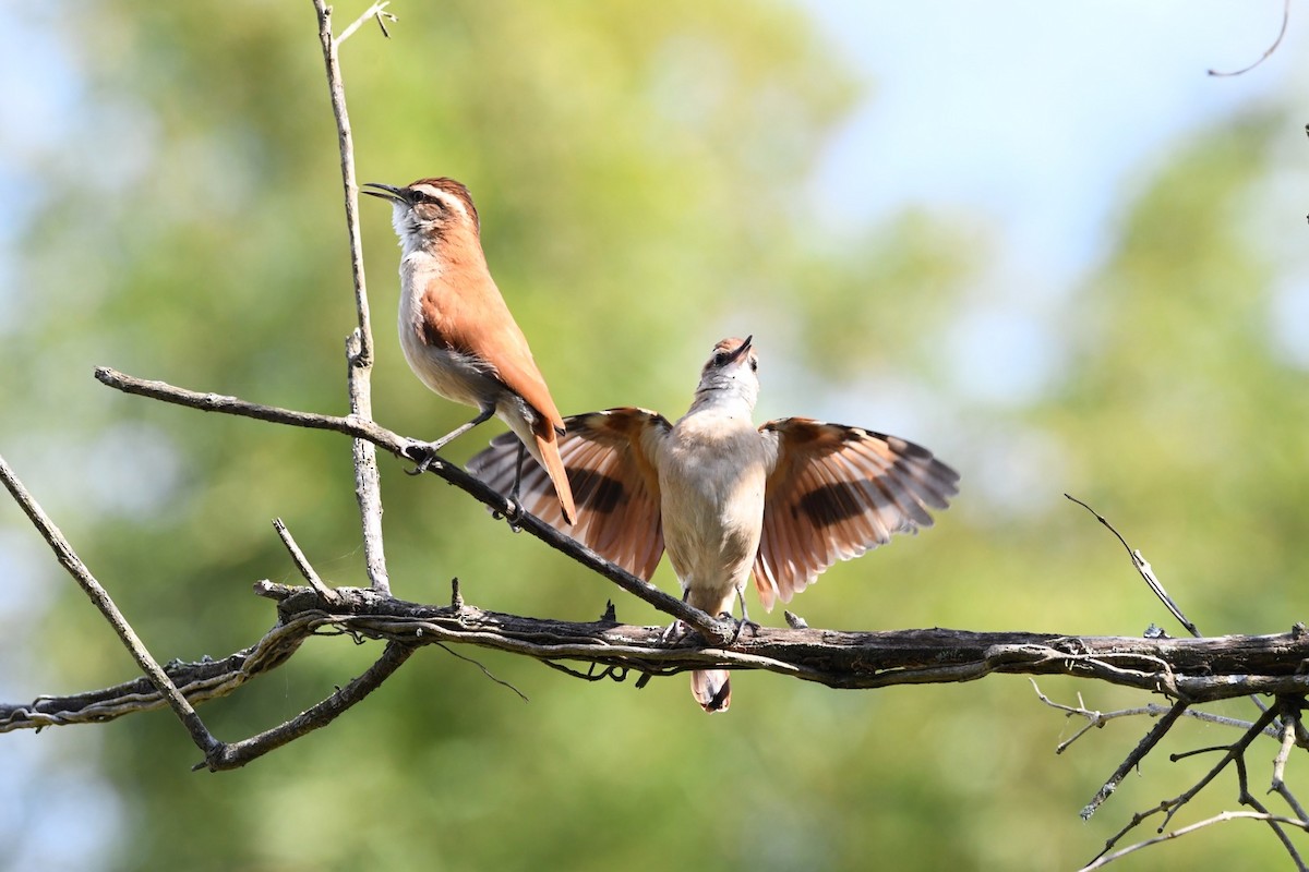 Wing-banded Hornero - Mario Campagnoli