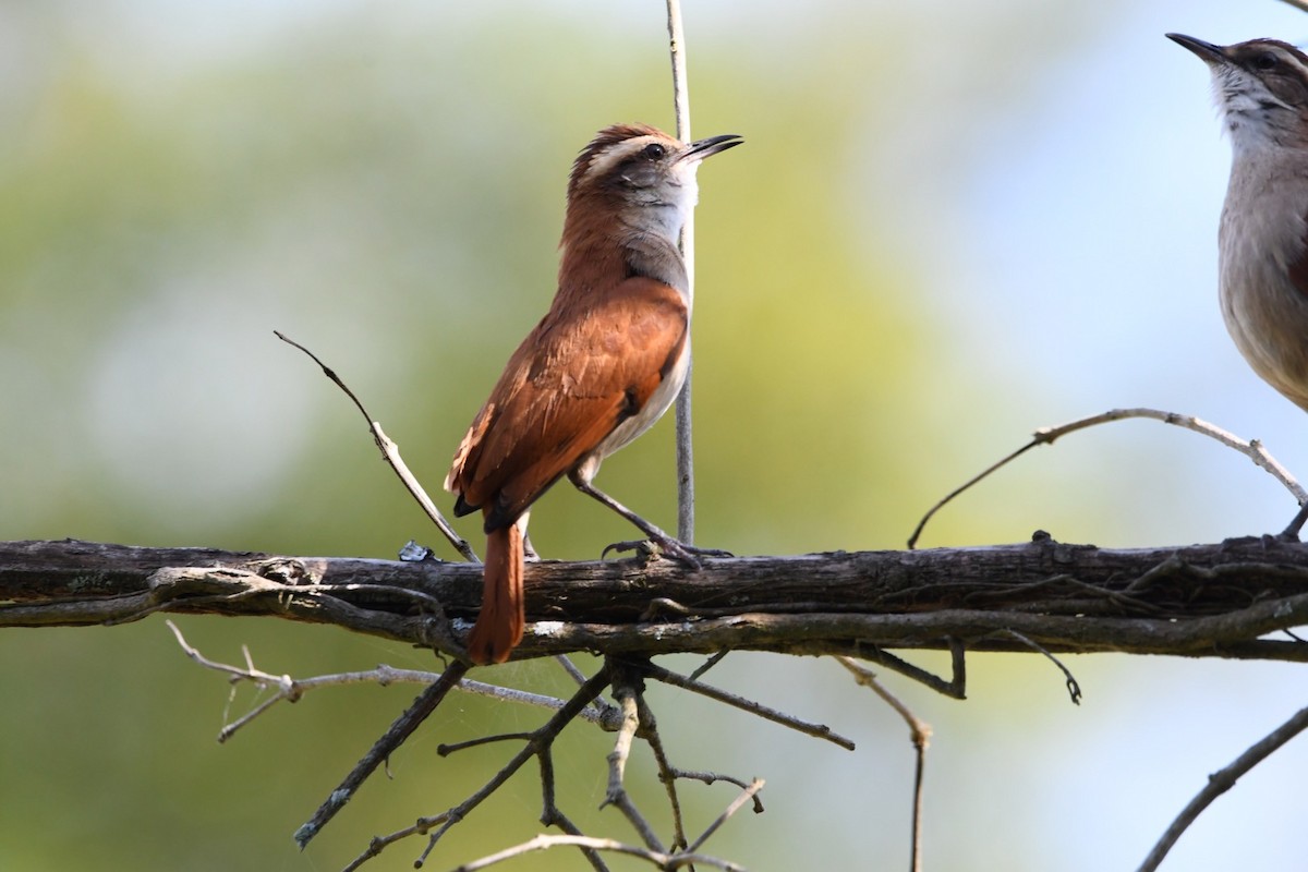 Wing-banded Hornero - Mario Campagnoli