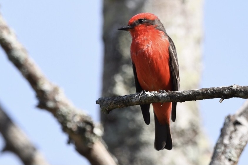 Vermilion Flycatcher - Mario Campagnoli