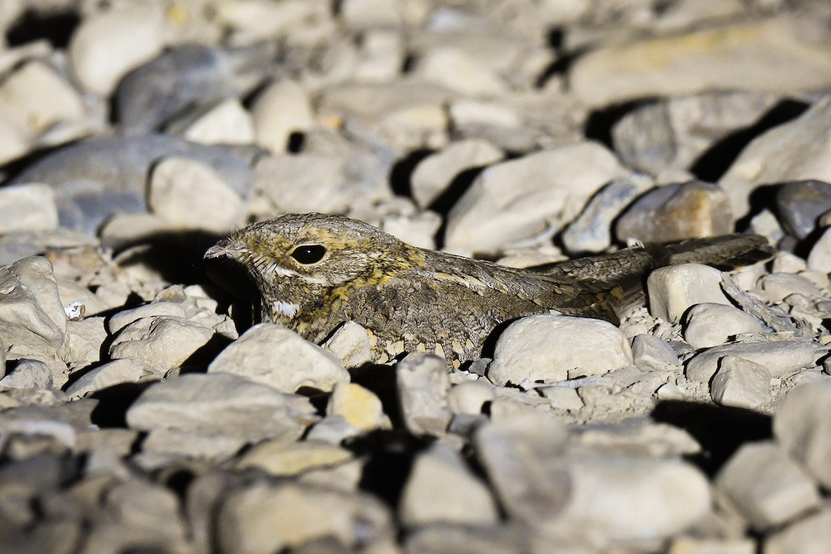 Nubian Nightjar (Nubian) - Yonatan Gordon