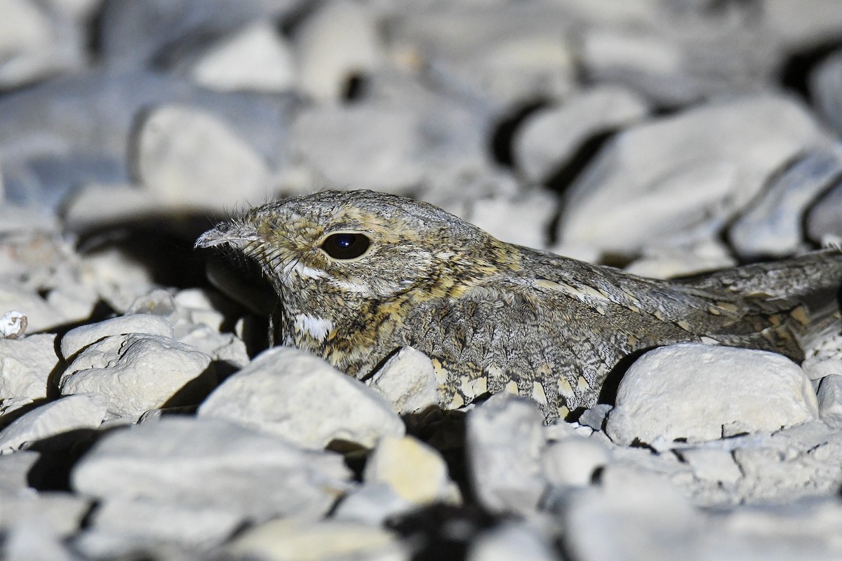 Nubian Nightjar (Nubian) - ML467984901