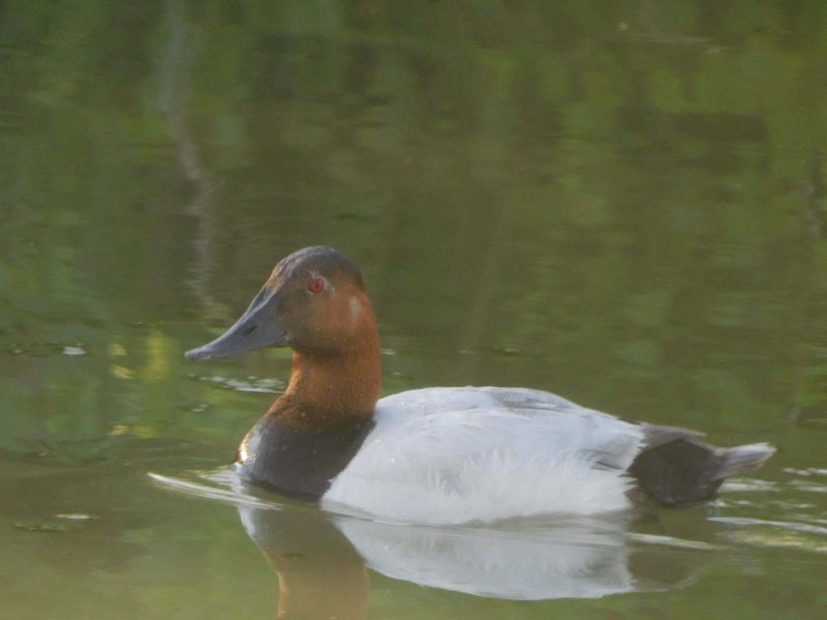 Canvasback - ML467984911