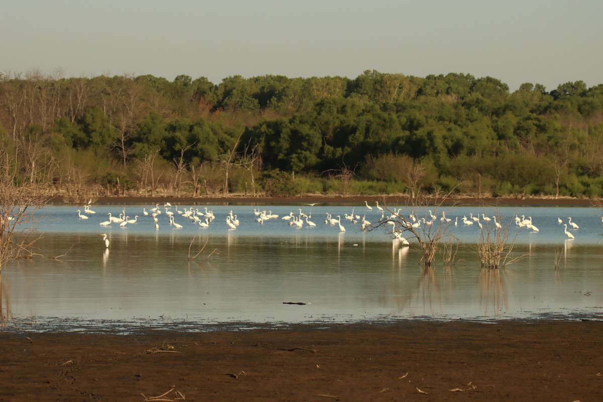 Great Egret - ML467986801