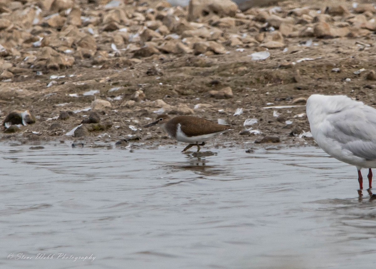 Common Sandpiper - ML467987781