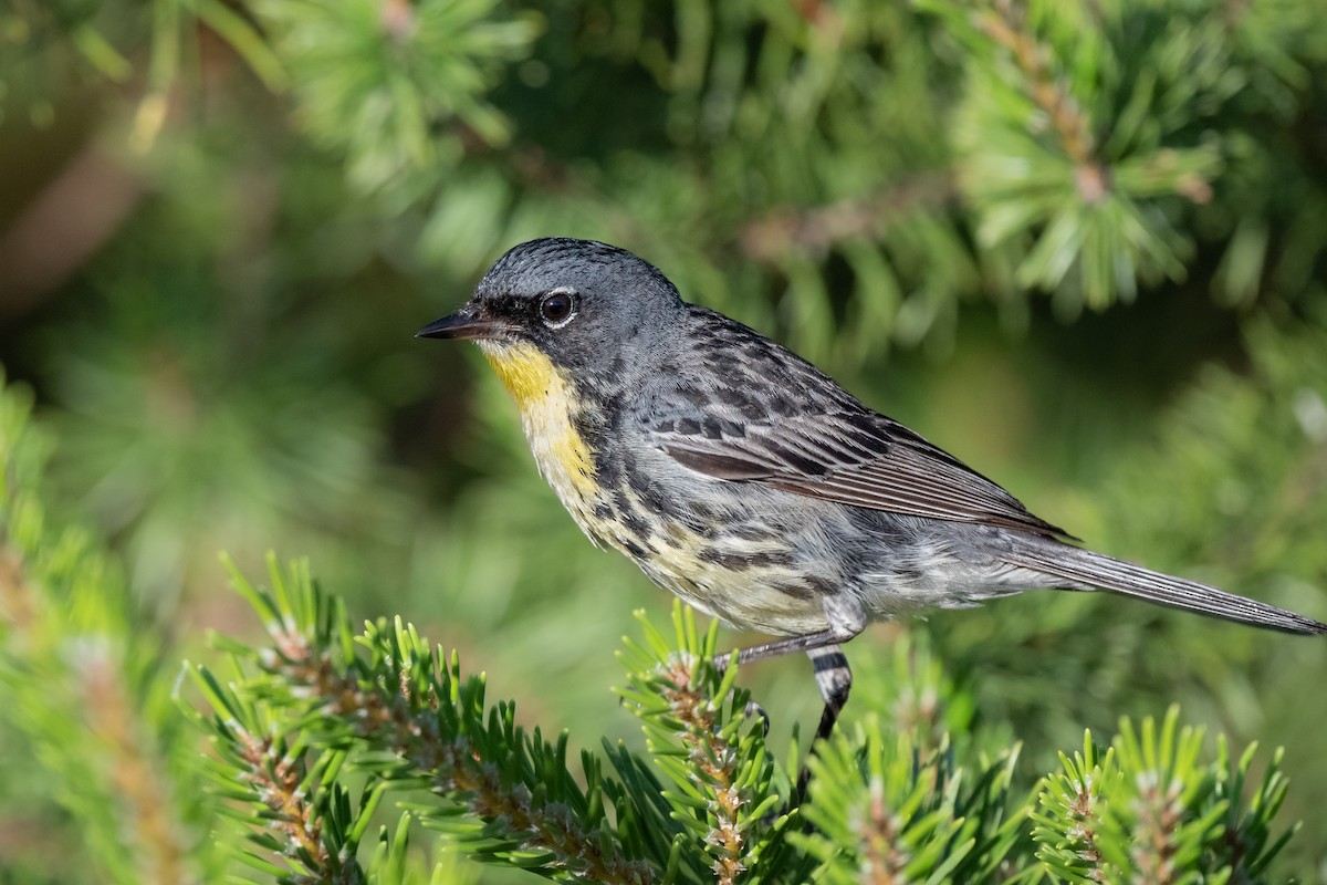 Kirtland's Warbler - John Kuenzli