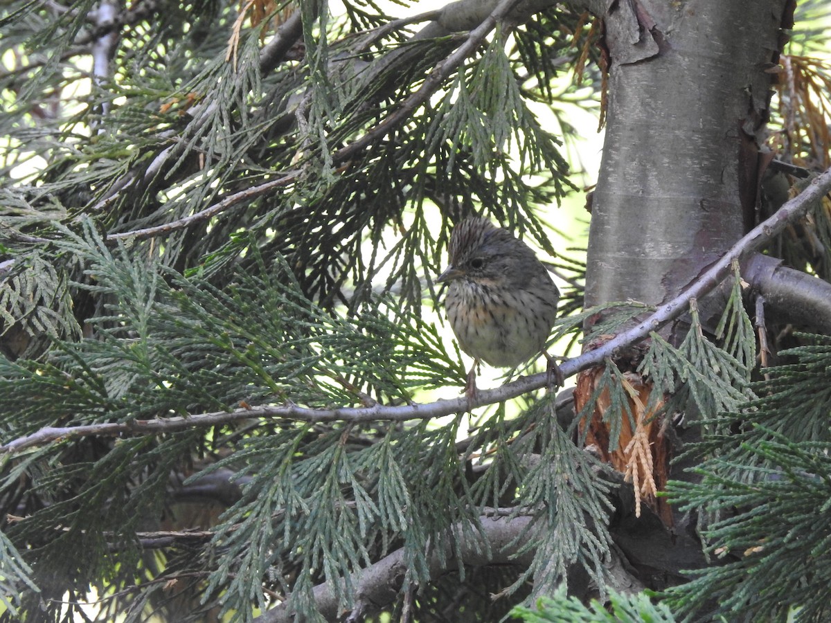 Lincoln's Sparrow - ML467987961