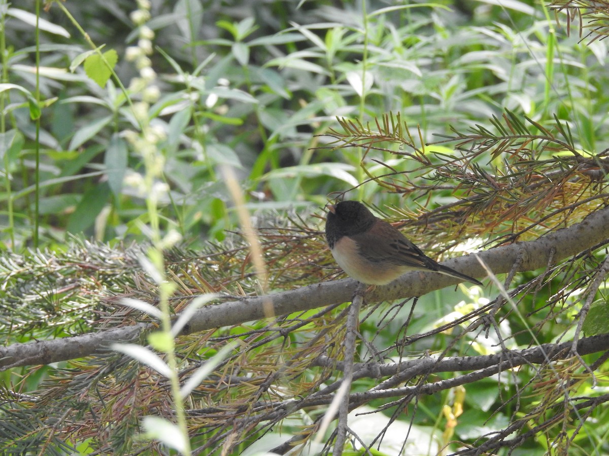 Dark-eyed Junco (Oregon) - Sean Verkamp