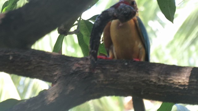 Stork-billed Kingfisher - ML467988141