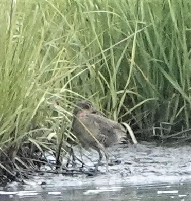 Clapper Rail - ML467988601