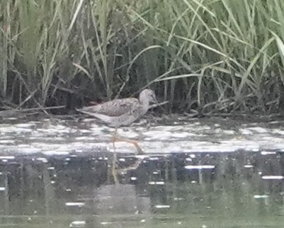 Greater Yellowlegs - ML467988711