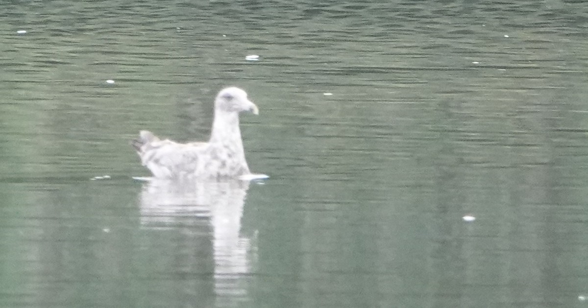 American Herring Gull - ML467989091