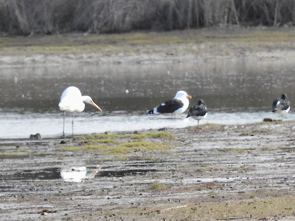 Great Egret - ML467990771