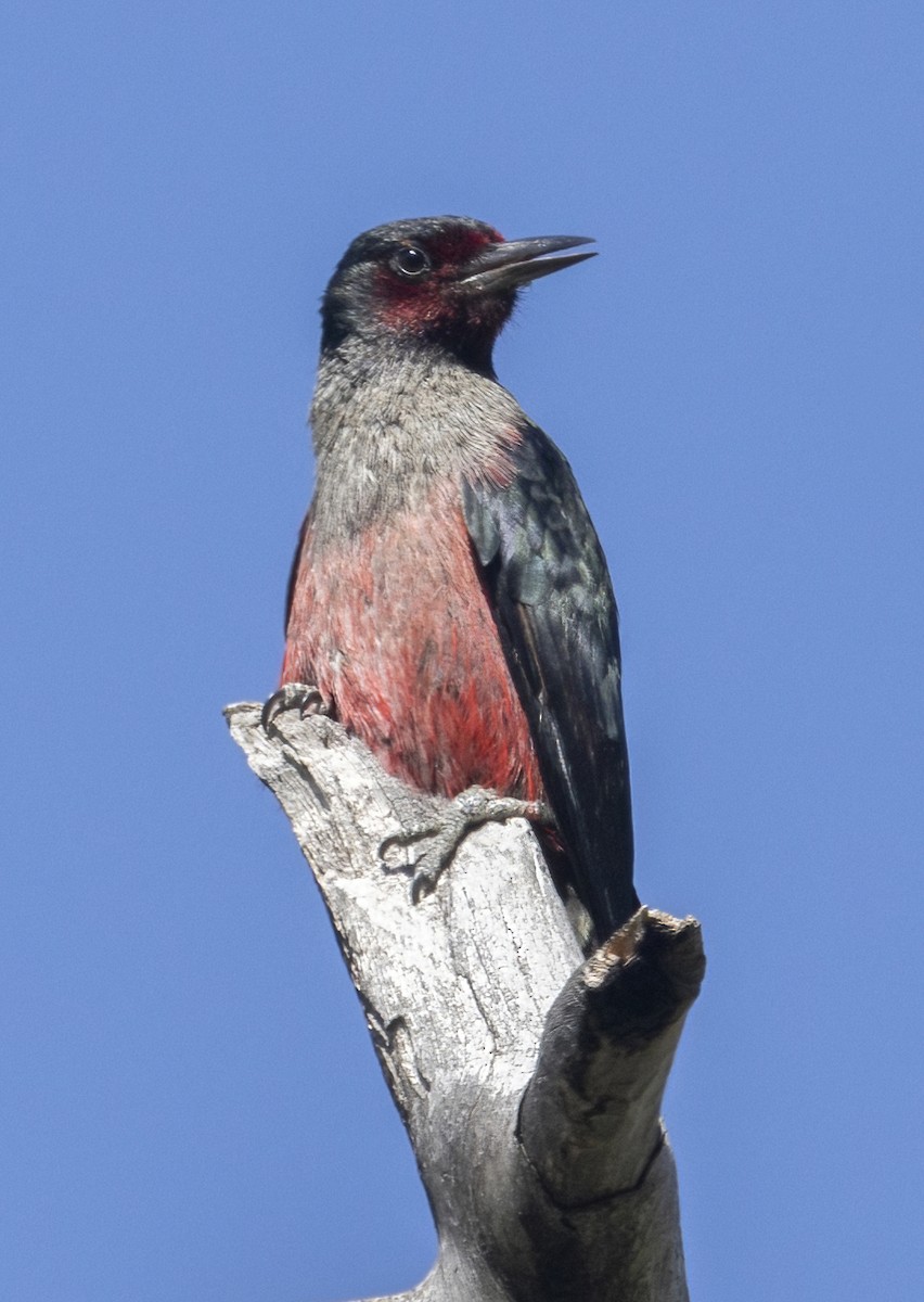 Lewis's Woodpecker - ML467990851