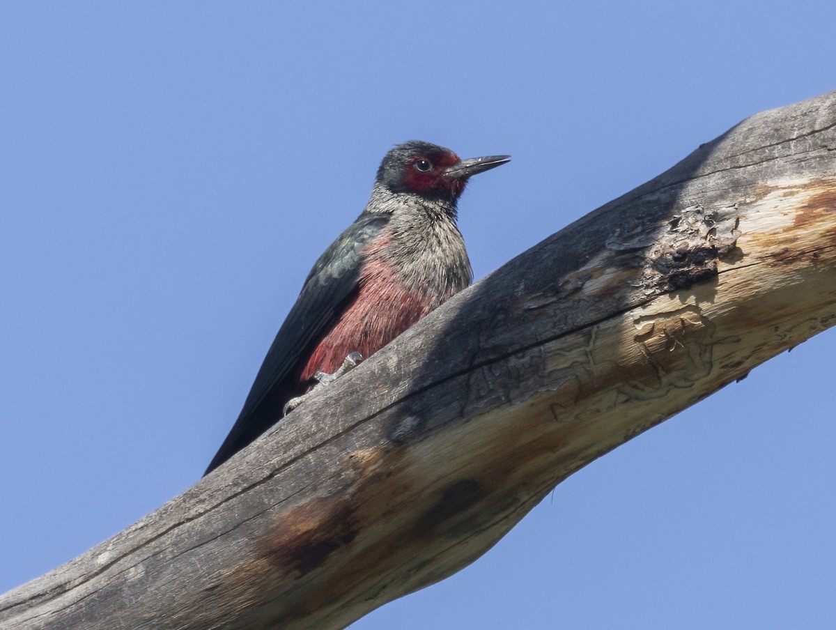 Lewis's Woodpecker - ML467990881