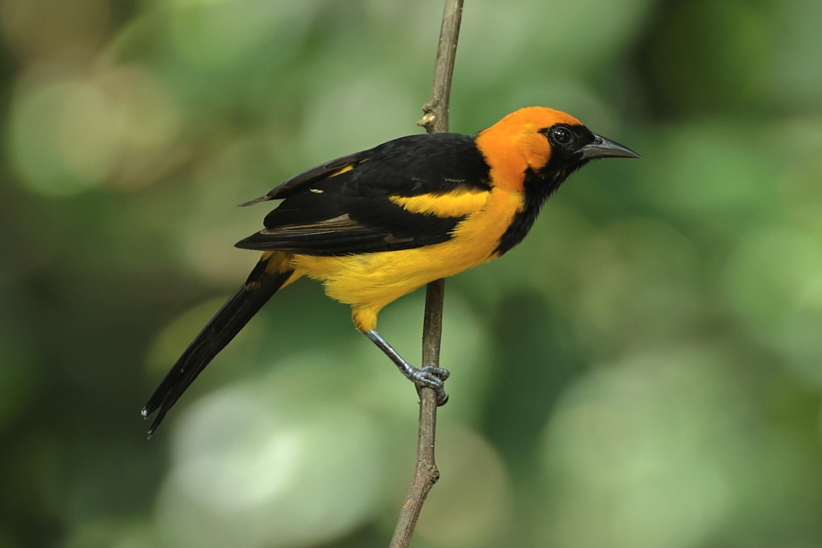 Orange-crowned Oriole - John Mills