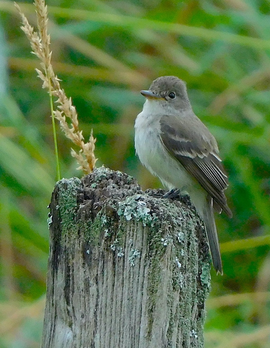 Willow Flycatcher - ML467996831