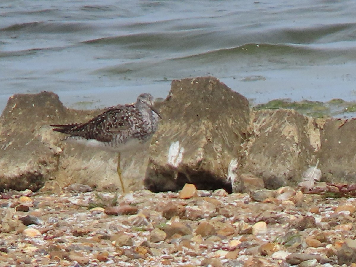 gulbeinsnipe - ML468002741