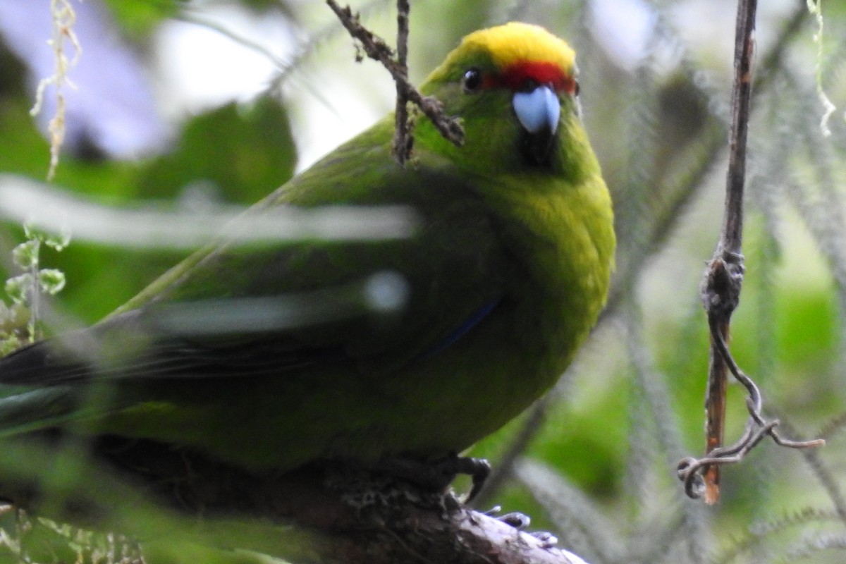 Yellow-crowned Parakeet - ML468003541
