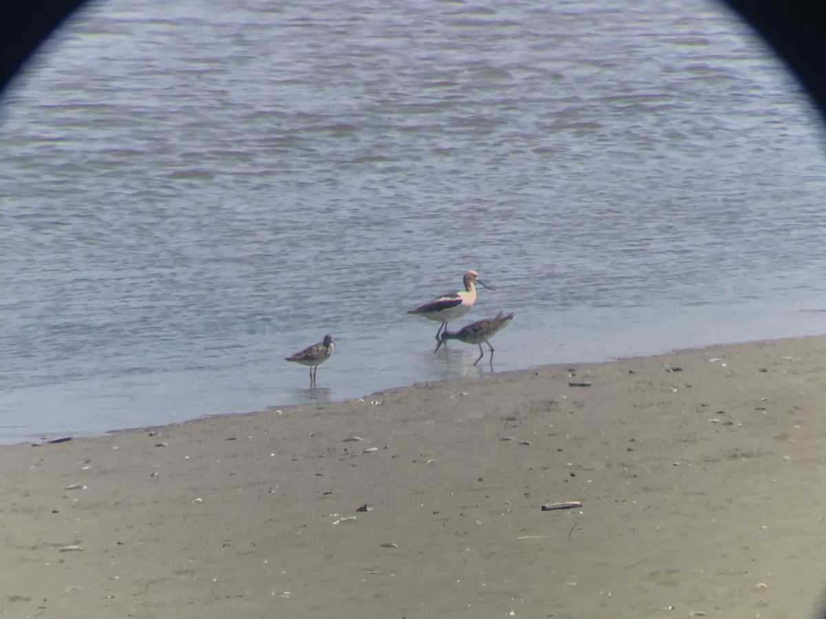 Avocette d'Amérique - ML468004221