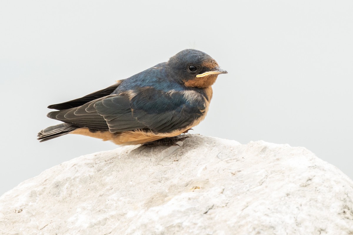 Barn Swallow - ML468004831