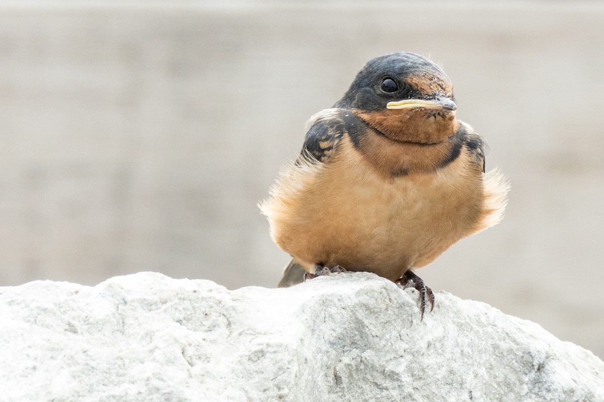 Barn Swallow - ML468004841